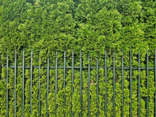 Texture of grass or green hedge juniper