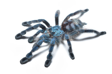 Closeup picture of a blue juvenile of the Antilles pinktoe tarantula or Martinique red tree spider,...