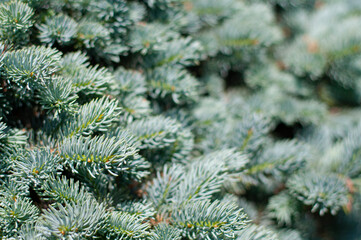 Silky fir branches close up with unfocused background. Matte tone, shallow focus