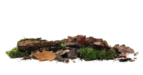 Green moss on rotten tree stump and autumn yellow leaves isolated on view