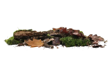 Gordijnen Green moss on rotten tree stump and autumn yellow leaves isolated on view © dule964