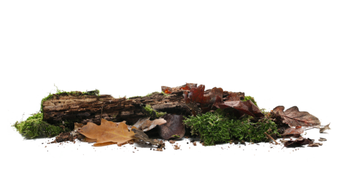 Green moss on rotten tree stump and autumn yellow leaves isolated on view