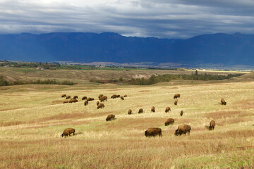 Herd of wild Buffalo, a.k.a. Bison, grazing in a prairie grassland landscape with the Rocky Mountains and dramatic cloudy sky in the background