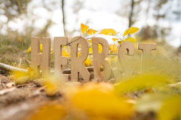 Herbst Schriftzug aus Holzbuchstaben im Wald mit verschiedenen Hintergründen.