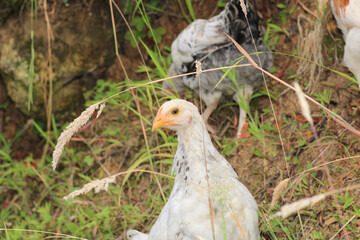 natural white chicken macro photo