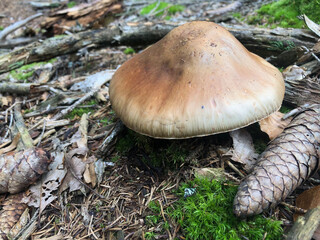 Brown mushroom that looks like an umbrella 