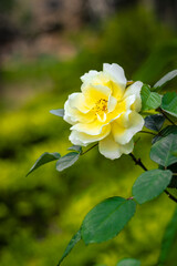 yellow rose flower