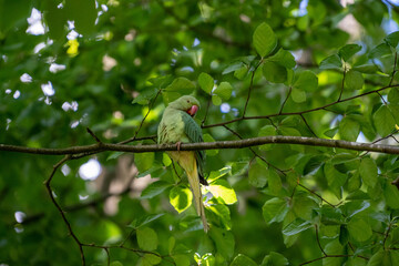 green bird on the tree