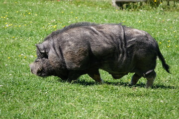 Haengebauchschwein