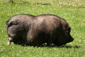 Haengebauchschwein