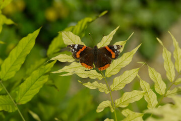 Red admiral butterfly (Vanessa Atalanta) with open wings perched on a green leaf in Zurich, Switzerland