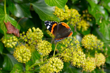 Red admiral butterfly (Vanessa Atalanta) with partially open wings perched on hedge (hedera helix) in Zurich, Switzerland