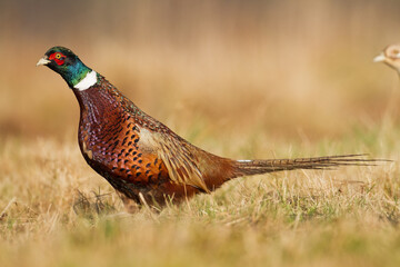 male Common pheasant Phasianus colchius Ring-necked pheasant in natural habitat, grassland in autumn