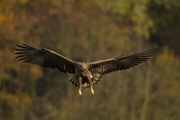 flying Majestic predator adult White-tailed eagle, Haliaeetus albicilla in Poland wild nature	