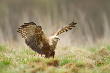 Flying Birds of prey Marsh harrier Circus aeruginosus, hunting time Poland Europe