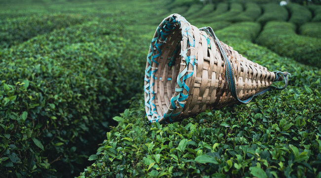 traditional harvesting wicker conical basket on rows of Turkish black tea plantations in Cayeli area Rize province