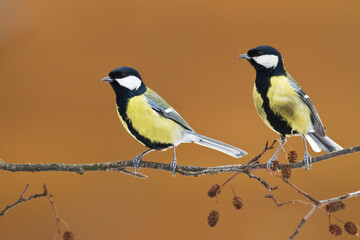 Colorful great tit ( Parus major ) perched on a tree trunk, photographed in horizontal, amazing background