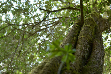 Fototapeta premium trunk of a tree with green moss from the humidity of the Patagonian forest