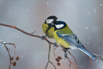 Fototapeta premium Colorful great tit ( Parus major ) perched on a tree trunk, photographed in horizontal, amazing background