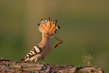 Bird Hoopoe Upupa epops, summer time in Poland Europe flying bird	
