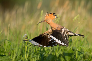 Bird Hoopoe Upupa epops, summer time in Poland Europe flying bird	