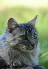 long-haired cat sitting in the forest