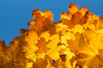 Naklejka na ściany i meble low angle view towards yellow maple tree leaves and blue sky
