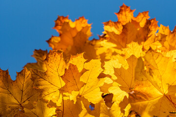 low angle view towards yellow maple tree leaves and blue sky