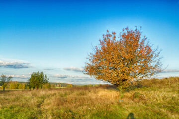 Landscape autumn field with colourful trees, autumn Poland, Europe and amazing blue sky with clouds, sunny day	