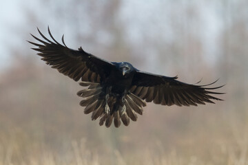 Obraz premium beautiful raven Corvus corax North Poland Europe black bird crow flying bird