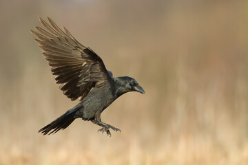 Obraz premium beautiful raven Corvus corax North Poland Europe black bird crow flying bird