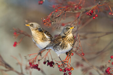 fieldfare, Turdus pilaris, bird eating berries on a hawthorn bush during Autumn season