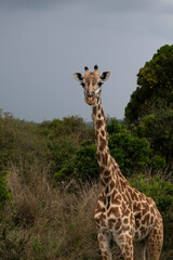 Portrait of  giraffe in the national park in Africa