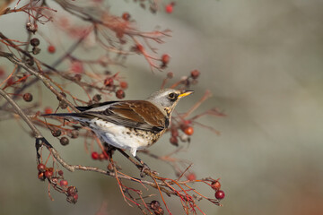 fieldfare, Turdus pilaris, bird eating berries on a hawthorn bush during Autumn season