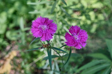 Two magenta flowers of plant Carnation field, blooming in meadow, on blurred green background.