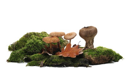 Mushrooms and green moss on stone, isolated on white 