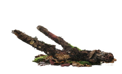 Green moss on rotten tree trunk isolated on white, side view