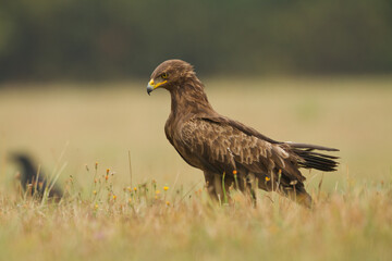 Birds of prey - Lesser Spotted Eagle Aquila pomarina hunting time	