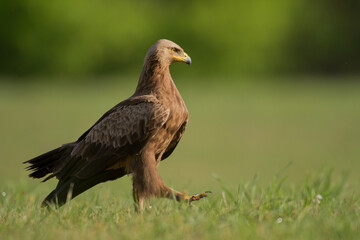 Birds of prey - Lesser Spotted Eagle Aquila pomarina hunting time	