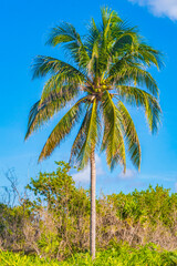 Obraz premium Tropical natural palm tree coconuts blue sky in Mexico.