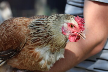 Man holding brown hen in his hands. Rural scene of village life.
