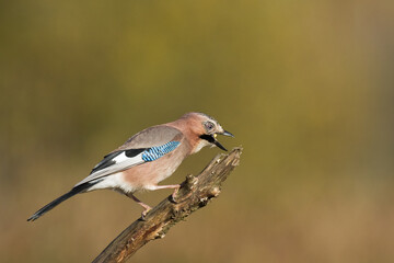 Bird Eurasian Jay Garrulus glandarius sitting on the branch Poland, Europe	