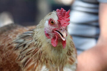 Man holding brown hen in his hands. Rural scene of village life.
