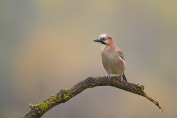 Bird Eurasian Jay Garrulus glandarius sitting on the branch Poland, Europe	