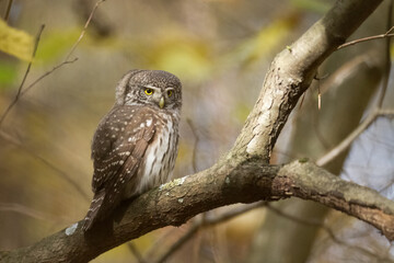 Pygmy owl Glaucidium passerinum little owl natural dark forest north parts of Poland Europe Knyszyn Primeval Forest	