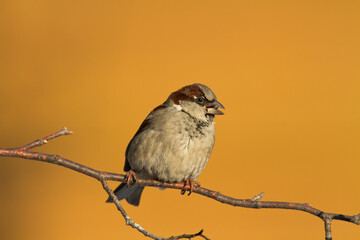 Bird House sparrow Passer domesticus	