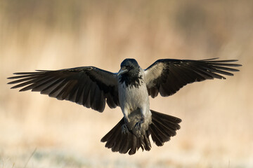 Bird - flying Hooded crow Corvus cornix in amazing warm background Poland Europe	