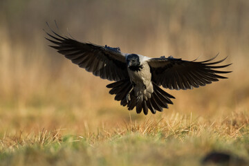 Bird - flying Hooded crow Corvus cornix in amazing warm background Poland Europe	