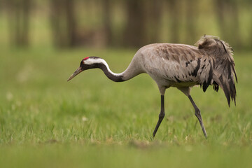 Wild common crane, grus grus, walking on hay field in spring nature. Large feathered bird landing on meadow from side view. Animal wildlife in wilderness