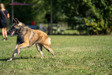 A belgian malinois puppy dog running in a field